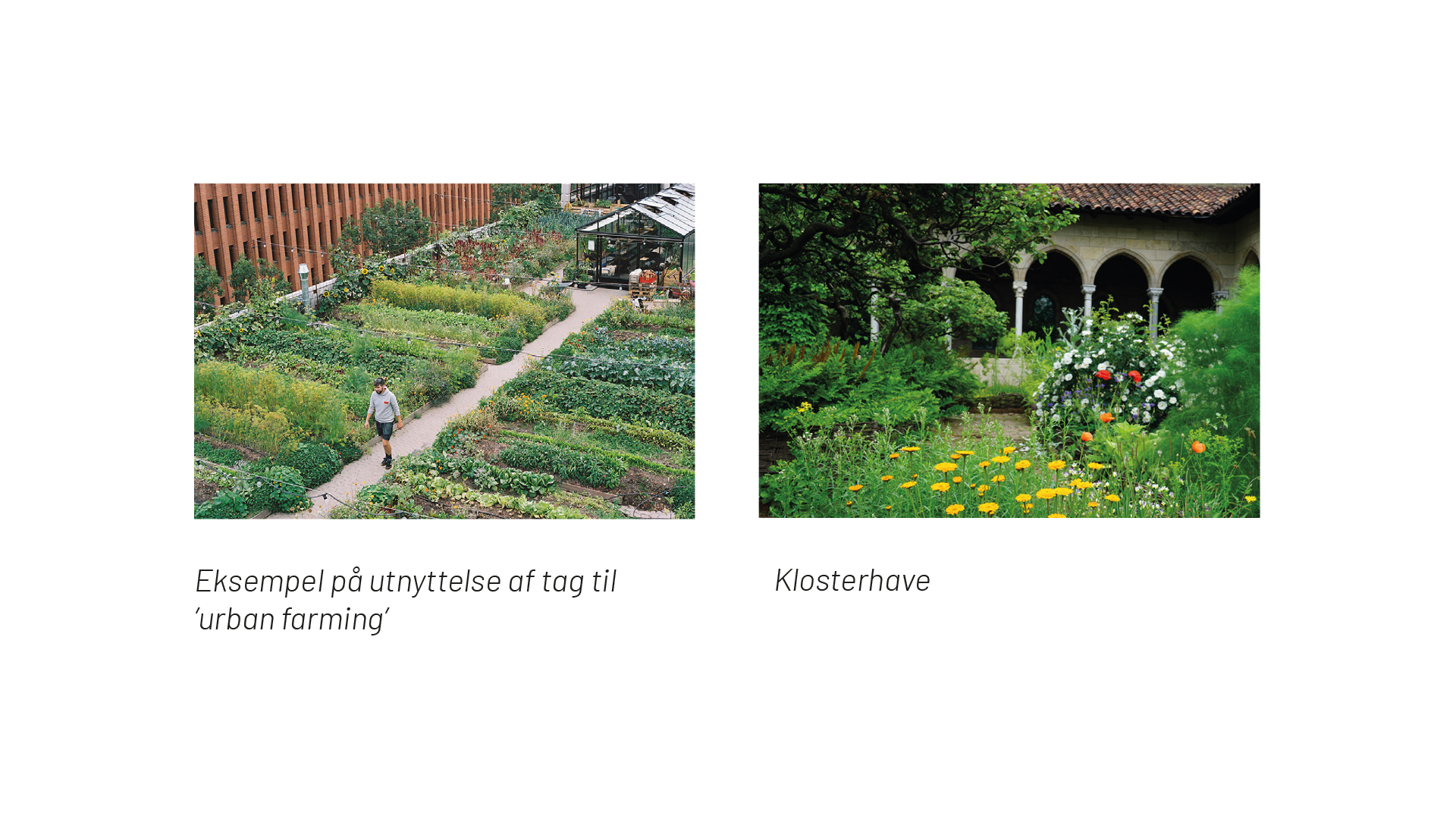 Den Grønne katedral_06